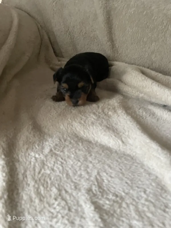 Uma – Yorkshire Terrier puppy for sale in Mechanicsville, VA