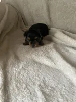Uma, a female Yorkshire Terrier for sale in Mechanicsville, VA – 1 of 4