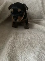 Trudy, a female Yorkshire Terrier for sale in Mechanicsville, VA – 2 of 5