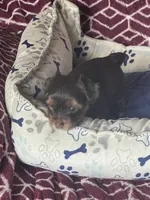 Xena, a female Yorkshire Terrier for sale in Mechanicsville, VA – 7 of 10