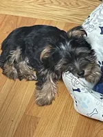 Sonny, a male Yorkshire Terrier for sale in Mechanicsville, VA – 5 of 7