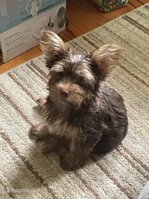 Willo – Yorkshire Terrier puppy for sale in Mechanicsville, VA