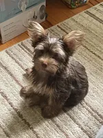 Willo, a female Yorkshire Terrier for sale in Mechanicsville, VA – 1 of 10