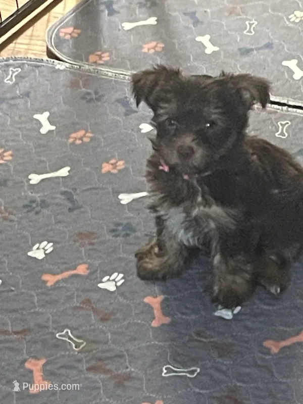 Xena – Yorkshire Terrier puppy for sale in Mechanicsville, VA