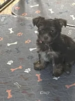 Xena, a female Yorkshire Terrier for sale in Mechanicsville, VA – 1 of 10