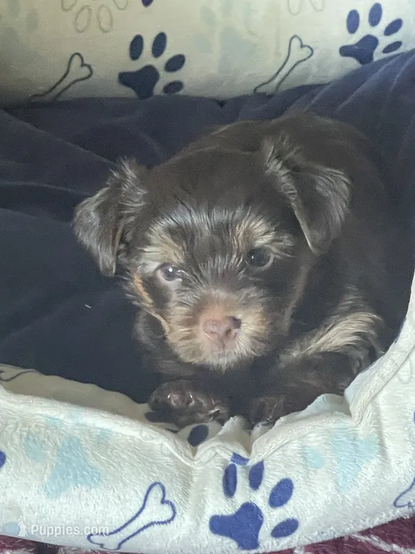Willo – Yorkshire Terrier puppy for sale in Mechanicsville, VA