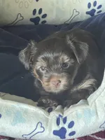 Willo, a female Yorkshire Terrier for sale in Mechanicsville, VA – 1 of 10