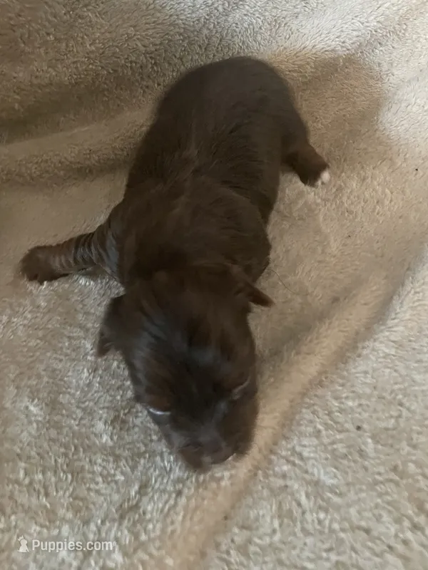 Will – Yorkshire Terrier puppy for sale in Mechanicsville, VA