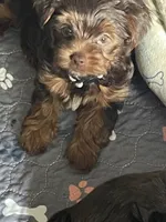 Vito, a male Yorkshire Terrier for sale in Mechanicsville, VA – 3 of 10