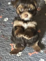 Xena, a female Yorkshire Terrier for sale in Mechanicsville, VA – 4 of 10