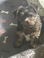 Willo, a female Yorkshire Terrier for sale in Mechanicsville, VA – 4 of 10