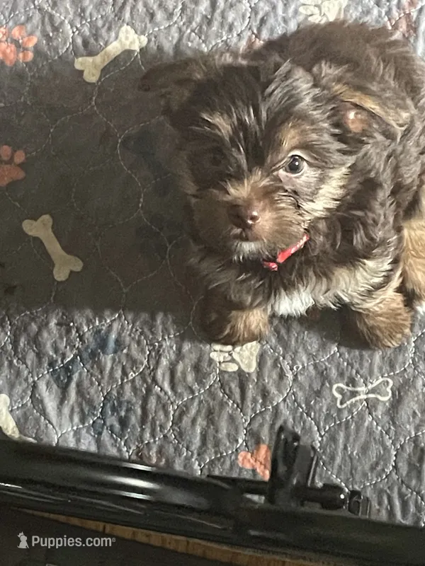 Will – Yorkshire Terrier puppy for sale in Mechanicsville, VA