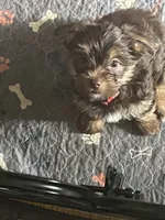 Will, a male Yorkshire Terrier for sale in Mechanicsville, VA – 3 of 9