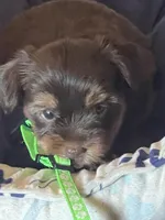 Yana, a female Yorkshire Terrier for sale in Mechanicsville, VA – 3 of 3