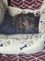 Xena, a female Yorkshire Terrier for sale in Mechanicsville, VA – 6 of 10