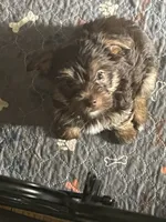 Will, a male Yorkshire Terrier for sale in Mechanicsville, VA – 4 of 9