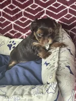 Xena, a female Yorkshire Terrier for sale in Mechanicsville, VA – 10 of 10