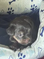 Willo, a female Yorkshire Terrier for sale in Mechanicsville, VA – 6 of 10