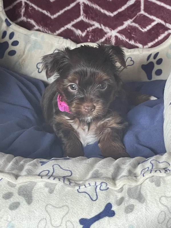 Zoey – Yorkshire Terrier puppy for sale in Mechanicsville, VA
