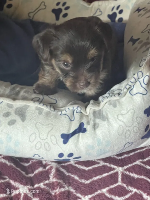 Tony – Yorkshire Terrier puppy for sale in Mechanicsville, VA