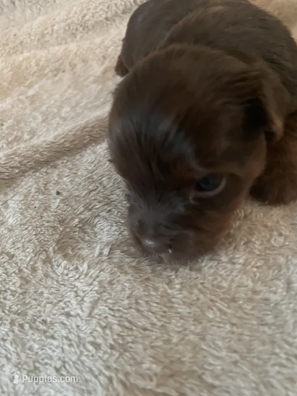 Vito – Yorkshire Terrier puppy for sale in Mechanicsville, VA