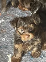 Tony, a male Yorkshire Terrier for sale in Mechanicsville, VA – 1 of 5