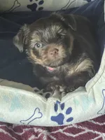 Willo, a female Yorkshire Terrier for sale in Mechanicsville, VA – 5 of 10