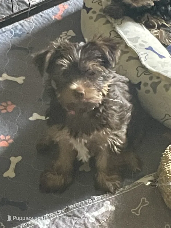 Willo – Yorkshire Terrier puppy for sale in Mechanicsville, VA