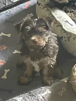 Willo, a female Yorkshire Terrier for sale in Mechanicsville, VA – 10 of 10