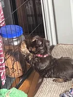 Willo, a female Yorkshire Terrier for sale in Mechanicsville, VA – 9 of 10