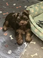 Willo, a female Yorkshire Terrier for sale in Mechanicsville, VA – 7 of 10