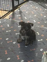 Willo, a female Yorkshire Terrier for sale in Mechanicsville, VA – 8 of 10