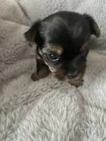 Vita, a female Yorkshire Terrier for sale in Mechanicsville, VA – 3 of 3