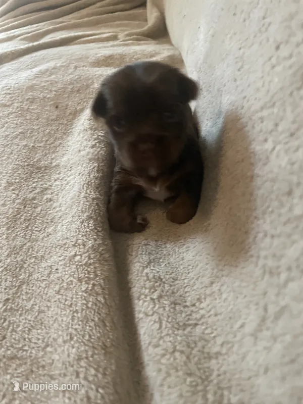 Willo – Yorkshire Terrier puppy for sale in Mechanicsville, VA