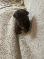 Willo, a female Yorkshire Terrier for sale in Mechanicsville, VA – 1 of 1