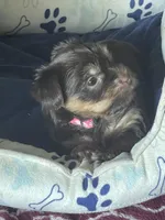 Willo, a female Yorkshire Terrier for sale in Mechanicsville, VA – 3 of 10