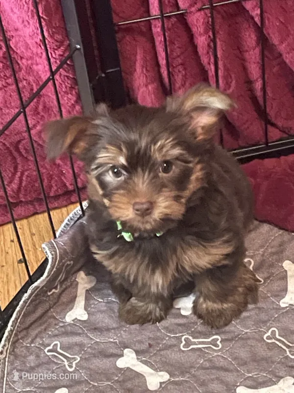 Yana – Yorkshire Terrier puppy for sale in Mechanicsville, VA
