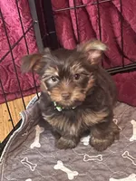 Yana, a female Yorkshire Terrier for sale in Mechanicsville, VA – 1 of 3