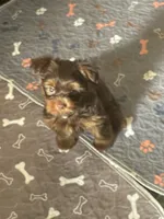 Tony, a male Yorkshire Terrier for sale in Mechanicsville, VA – 4 of 5
