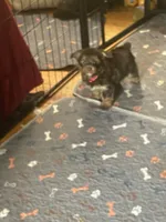 Will, a male Yorkshire Terrier for sale in Mechanicsville, VA – 2 of 9