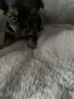 Vita, a female Yorkshire Terrier for sale in Mechanicsville, VA – 2 of 3