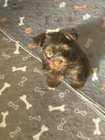 Tony, a male Yorkshire Terrier for sale in Mechanicsville, VA – 2 of 5