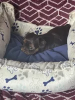 Xena, a female Yorkshire Terrier for sale in Mechanicsville, VA – 9 of 10