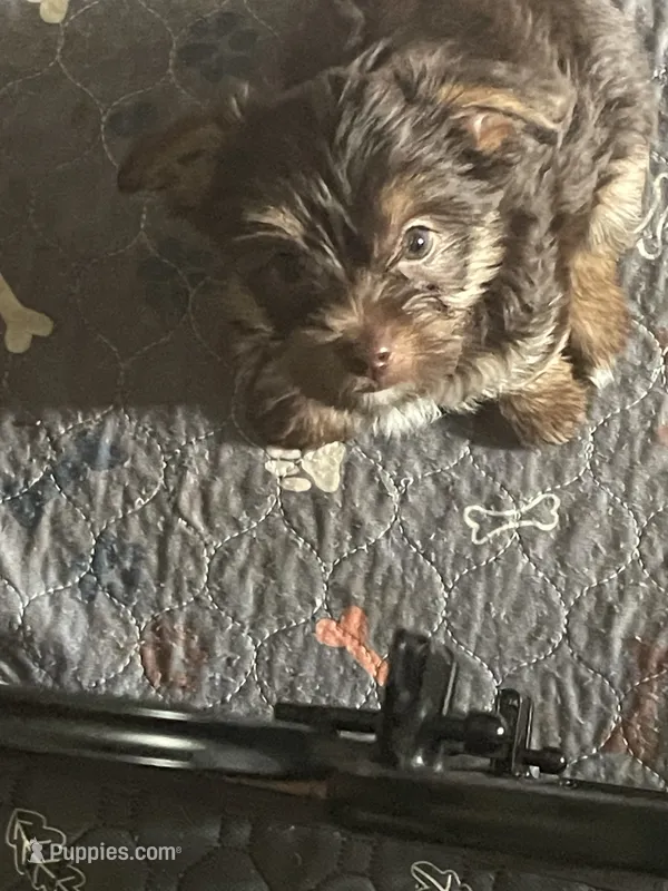 Will – Yorkshire Terrier puppy for sale in Mechanicsville, VA