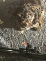 Will, a male Yorkshire Terrier for sale in Mechanicsville, VA – 1 of 9