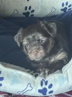 Willo, a female Yorkshire Terrier for sale in Mechanicsville, VA – 2 of 10