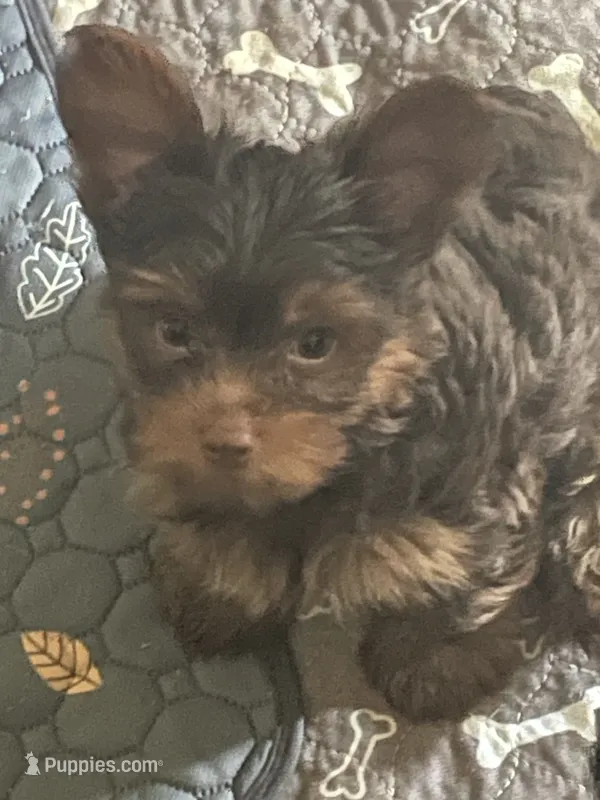 Tony – Yorkshire Terrier puppy for sale in Mechanicsville, VA