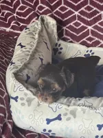Xena, a female Yorkshire Terrier for sale in Mechanicsville, VA – 8 of 10