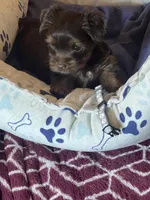 Vito, a male Yorkshire Terrier for sale in Mechanicsville, VA – 5 of 10