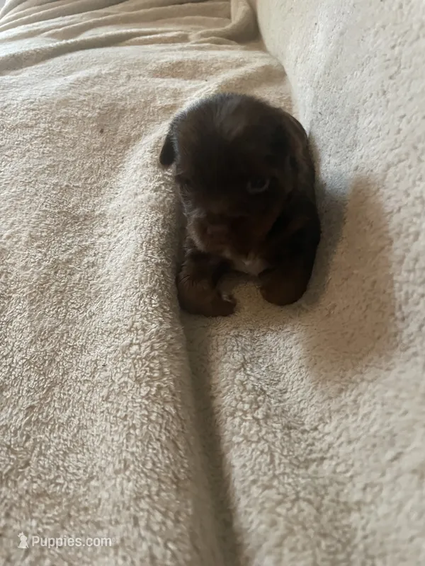 Xena – Yorkshire Terrier puppy for sale in Mechanicsville, VA